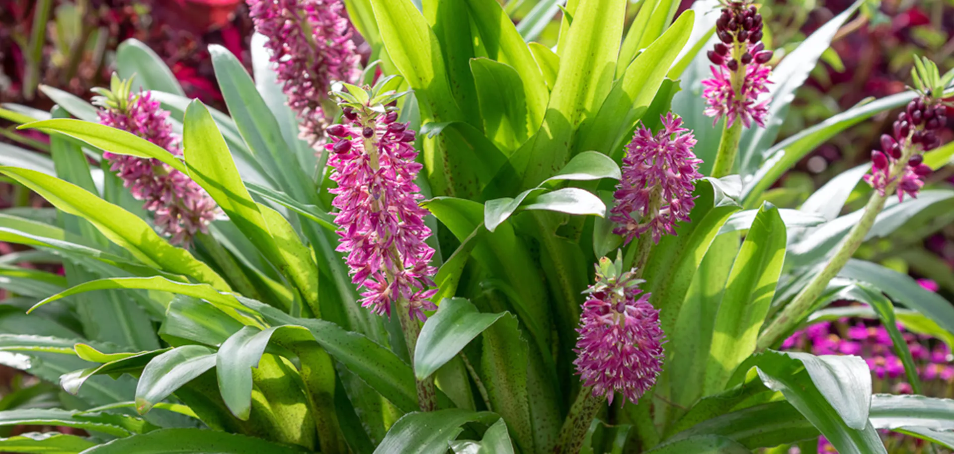 گل اِکومیس نام به انگلیسی  Pineapple lily نام علمی Eucomis bicolor خانواده Asparagaceae مجموعه تولیدی سیدوس ,تولید کننده گلدان پلاستیکی سیدوس