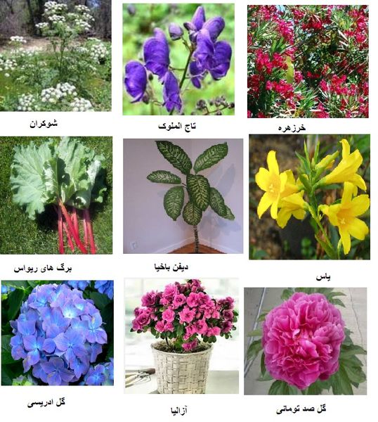 گل و گیاهان سمی(Poisonous plantsمجموعه تولیدی سیدوس ,تولید کننده گلدان پلاستیکی سیدوس ,بیش از 120نوع, اعم از گلدان استوانه ای پلاستیکی سیدوس,گلدان الماسی پلاستیکی سیدوس,گلدان مربعی پلاستیکی,گلدان مثلثی پلاستیکی,گلدان گرد پلاستیکی ,باکس مستطیلی,در اندازه های کاکتوسی تا درختچه ای