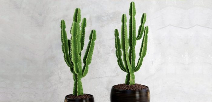 کاکتوس افوربیا زیباBeautiful Euphorbia cactus
مجموعه تولیدی سیدوس ,تولید کننده گلدان پلاستیکی سیدوس ,بیش از 120نوع, اعم از گلدان استوانه ای پلاستیکی سیدوس,گلدان الماسی پلاستیکی سیدوس,گلدان مربعی پلاستیکی,گلدان مثلثی پلاستیکی,گلدان گرد پلاستیکی ,باکس مستطیلی,در اندازه های کاکتوسی تا درختچه ای