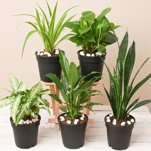 سیر و معجزه اش برای گیاهان آپارتمانی(11مورد)