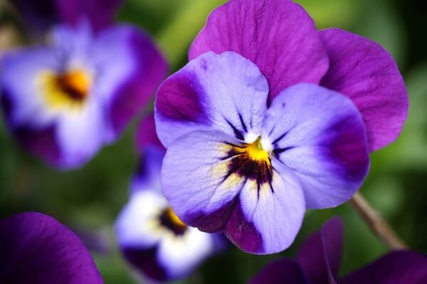 گل خوراکی (و3شیوه مصرف)Edible flower (and 3 ways of consumption) مجموعه تولیدی سیدوس , تولید کننده گلدان پلاستیکی سیدوس