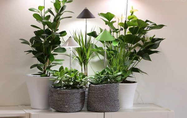 دمای ایده‌آل برای رشد بهتر گیاهان آپارتمانیThe ideal temperature for better growth of houseplants
مجموعه تولیدی سیدوس ,تولید کننده گلدان پلاستیکی سیدوس ,بیش از 120نوع, اعم از گلدان استوانه ای پلاستیکی سیدوس,گلدان الماسی پلاستیکی سیدوس,گلدان مربعی پلاستیکی,گلدان مثلثی پلاستیکی,گلدان گرد پلاستیکی ,باکس مستطیلی,در اندازه های کاکتوسی تا درختچه ای