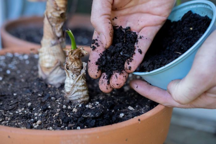 ورمی کمپوست وبهترین زمان مصرف آن برای رشدگیاهانVermicompost and the best time to use it for plant growth
مجموعه تولیدی سیدوس ,تولید کننده گلدان پلاستیکی سیدوس ,بیش از 120نوع, اعم از گلدان استوانه ای پلاستیکی سیدوس,گلدان الماسی پلاستیکی سیدوس,گلدان مربعی پلاستیکی,گلدان مثلثی پلاستیکی,گلدان گرد پلاستیکی ,باکس مستطیلی,در اندازه های کاکتوسی تا درختچه ای