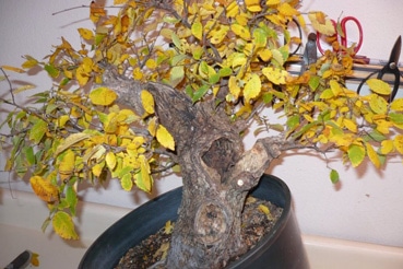 بونسای چیست؟تاریخچه بونسای وانواع آن What is bonsai? History of bonsai and its types مجموعه تولیدی سیدوس ,تولید کننده گلدان پلاستیکی سیدوس ,بیش از 120نوع, اعم از گلدان استوانه ای پلاستیکی سیدوس,گلدان الماسی پلاستیکی سیدوس,گلدان مربعی پلاستیکی,گلدان مثلثی پلاستیکی,گلدان گرد پلاستیکی ,باکس مستطیلی,در اندازه های کاکتوسی تا درختچه ای