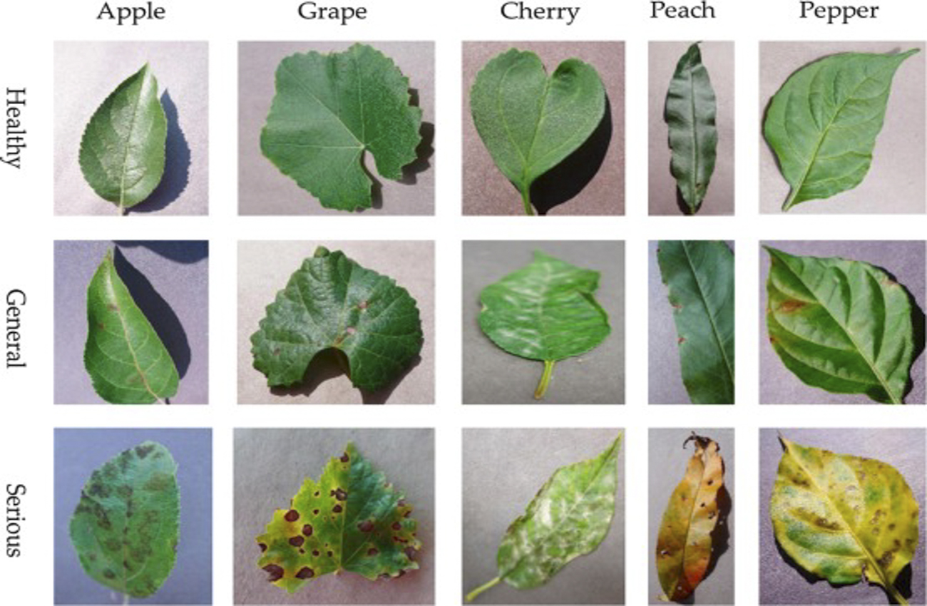بیماری های رایج گیاهان آپارتمانی Common houseplant diseases مجموعه تولیدی سیدوس ,تولید کننده گلدان پلاستیکی سیدوس ,بیش از 120نوع, اعم از گلدان استوانه ای پلاستیکی سیدوس,گلدان الماسی پلاستیکی سیدوس,گلدان مربعی پلاستیکی,گلدان مثلثی پلاستیکی,گلدان گرد پلاستیکی ,باکس مستطیلی,در اندازه های کاکتوسی تا درختچه ای