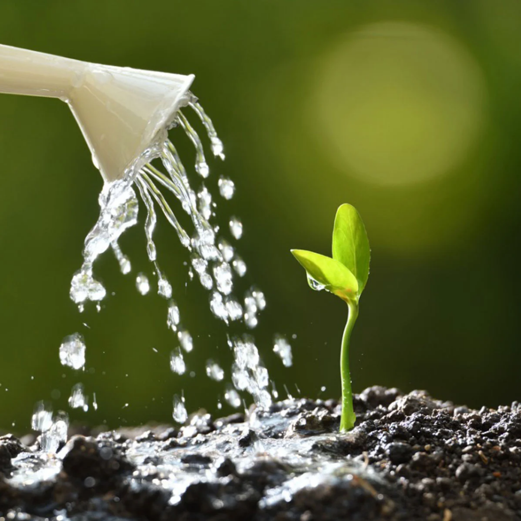 رشد گیاهان و تاثیرات آب قندPlant growth and the effects of sugar water
مجموعه تولیدی سیدوس ,تولید کننده گلدان پلاستیکی سیدوس ,بیش از 120نوع, اعم از گلدان استوانه ای پلاستیکی سیدوس,گلدان الماسی پلاستیکی سیدوس,گلدان مربعی پلاستیکی,گلدان مثلثی پلاستیکی,گلدان گرد پلاستیکی ,باکس مستطیلی,در اندازه های کاکتوسی تا درختچه ای