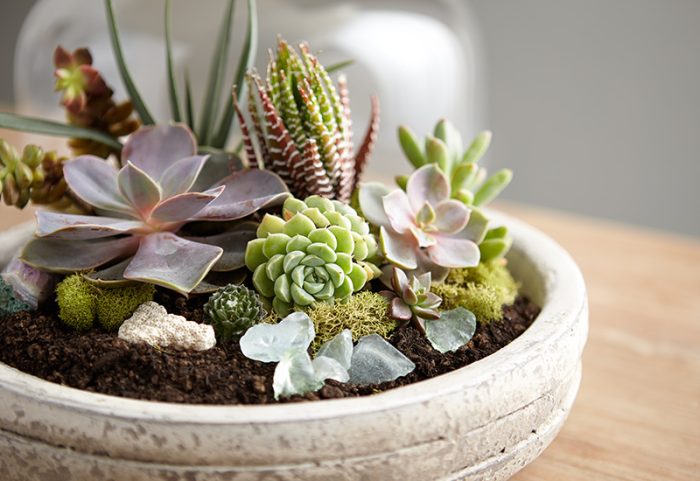 تراریوم ( Terrarium ) کلمه ای لاتین تشکیل شده از دو قسمت Terra به معنی خاک و زمین و Rium به معنی پسوند مکان است و می‌توان این عبارت را به نمایشگاه جانداران خشکی ترجمه کرد گلدان پلاستیکی Plastic pot, plastic vase مجموعه تولیدی سیدوس ,تولید کننده گلدان پلاستیکی سیدوس ,بیش از 120نوع, اعم از گلدان استوانه ای پلاستیکی سیدوس,گلدان الماسی پلاستیکی سیدوس,گلدان مربعی پلاستیکی,گلدان مثلثی پلاستیکی,گلدان گرد پلاستیکی ,باکس مستطیلی,در اندازه های کاکتوسی تا درختچه ای