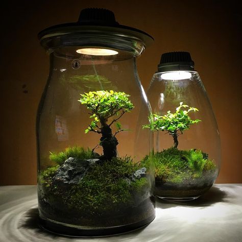 تراریوم (16ایده خلاقانه ) Terrarium (16 creative ideas) مجموعه تولیدی سیدوس ,تولید کننده گلدان پلاستیکی سیدوس ,بیش از 120نوع, اعم از گلدان استوانه ای پلاستیکی سیدوس,گلدان الماسی پلاستیکی سیدوس,گلدان مربعی پلاستیکی,گلدان مثلثی پلاستیکی,گلدان گرد پلاستیکی ,باکس مستطیلی,در اندازه های کاکتوسی تا درختچه ای