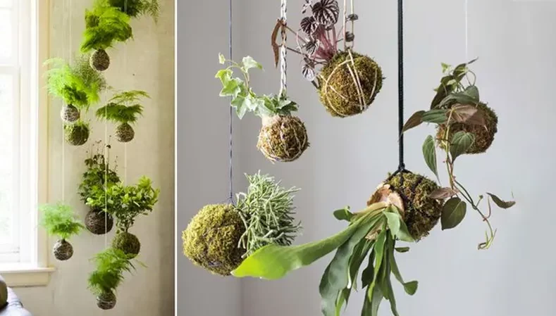 گیاهان آویزی,منزل شما را سبزتر می‌کنندHanging plants make your home greener
مجموعه تولیدی سیدوس تولید کننده گلدان پلاستیکی اعم از گلدان استوانه ای وگلدان الماسی,گلدان باکس ,و... با بیش از 120مدل گلدان پلاستیکی سیدوس