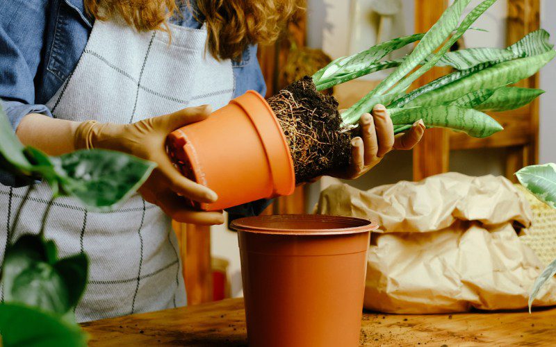 توقف رشد گیاهان آپارتمانیstopping-the-growth-of-houseplants
مجموعه تولیدی سیدوس ,تولید کننده گلدان پلاستیکی سیدوس ,بیش از 120نوع, اعم از گلدان استوانه ای پلاستیکی سیدوس,گلدان الماسی پلاستیکی سیدوس,گلدان مربعی پلاستیکی,گلدان مثلثی پلاستیکی,گلدان گرد پلاستیکی ,باکس مستطیلی,در اندازه های کاکتوسی تا درختچه ای