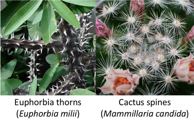 کاکتوس افوربیا زیباBeautiful Euphorbia cactus
مجموعه تولیدی سیدوس ,تولید کننده گلدان پلاستیکی سیدوس ,بیش از 120نوع, اعم از گلدان استوانه ای پلاستیکی سیدوس,گلدان الماسی پلاستیکی سیدوس,گلدان مربعی پلاستیکی,گلدان مثلثی پلاستیکی,گلدان گرد پلاستیکی ,باکس مستطیلی,در اندازه های کاکتوسی تا درختچه ای