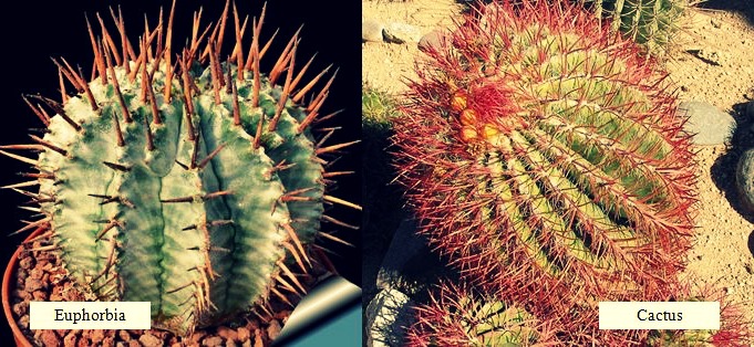 کاکتوس افوربیا زیباBeautiful Euphorbia cactus
مجموعه تولیدی سیدوس ,تولید کننده گلدان پلاستیکی سیدوس ,بیش از 120نوع, اعم از گلدان استوانه ای پلاستیکی سیدوس,گلدان الماسی پلاستیکی سیدوس,گلدان مربعی پلاستیکی,گلدان مثلثی پلاستیکی,گلدان گرد پلاستیکی ,باکس مستطیلی,در اندازه های کاکتوسی تا درختچه ای