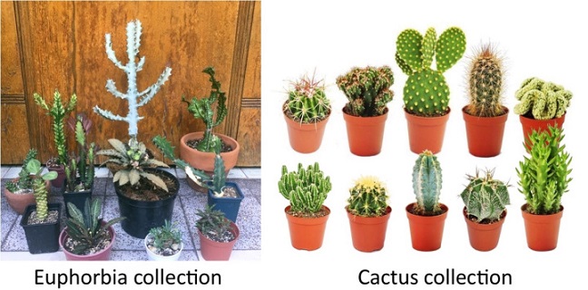 کاکتوس افوربیا زیباBeautiful Euphorbia cactus
مجموعه تولیدی سیدوس ,تولید کننده گلدان پلاستیکی سیدوس ,بیش از 120نوع, اعم از گلدان استوانه ای پلاستیکی سیدوس,گلدان الماسی پلاستیکی سیدوس,گلدان مربعی پلاستیکی,گلدان مثلثی پلاستیکی,گلدان گرد پلاستیکی ,باکس مستطیلی,در اندازه های کاکتوسی تا درختچه ای