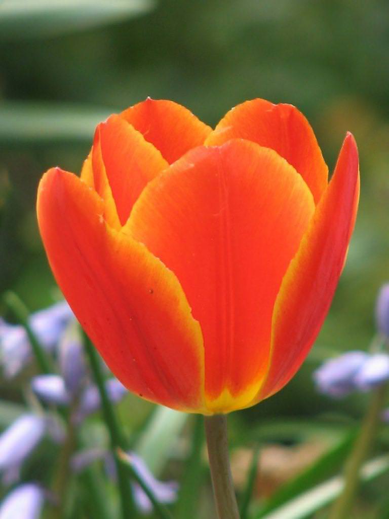 گل های نارنجی محبوب Orange flowers are popular مجموعه تولیدی سیدوس تولید کننده گلدان پلاستیکی سیدوس