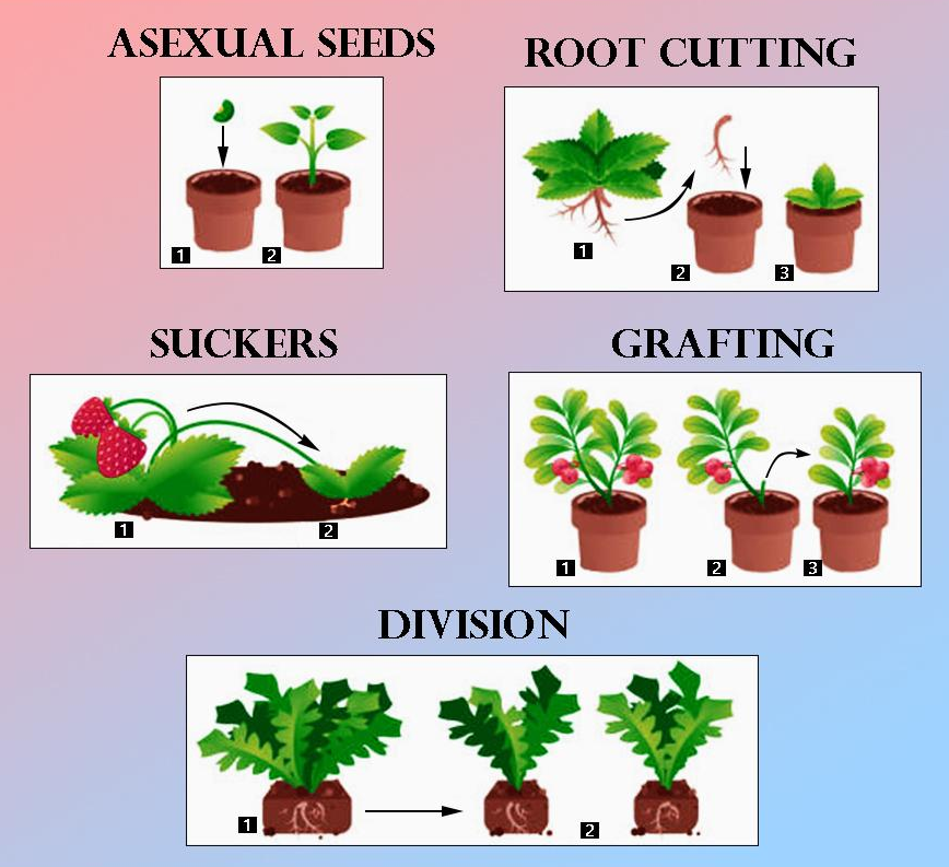 تکثیر گیاهان از بذر تا قلمه زنیPlant propagation from seed to cuttings
مجموعه تولیدی سیدوس ,تولید کننده گلدان پلاستیکی سیدوس ,بیش از 120نوع, اعم از گلدان استوانه ای پلاستیکی سیدوس,گلدان الماسی پلاستیکی سیدوس,گلدان مربعی پلاستیکی,گلدان مثلثی پلاستیکی,گلدان گرد پلاستیکی ,باکس مستطیلی,در اندازه های کاکتوسی تا درختچه ای