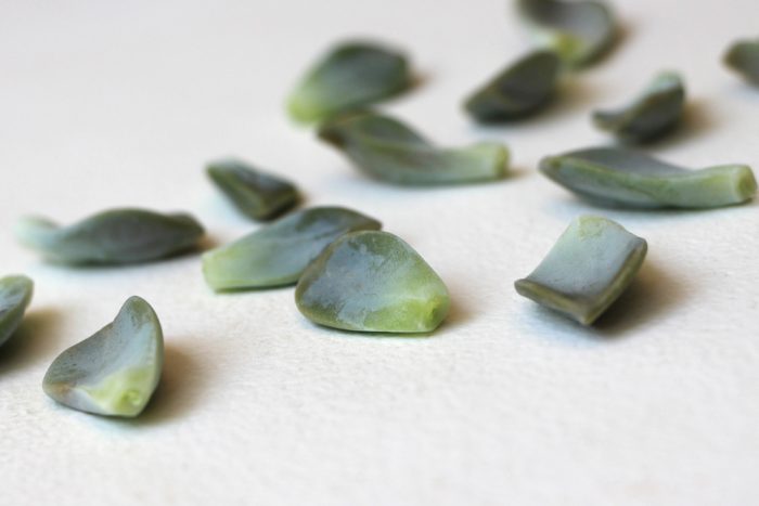 ساکولنت و2روش تکثیر آنSucculents and 2 methods of propagation
مجموعه تولیدی سیدوس ,تولید کننده گلدان پلاستیکی سیدوس ,بیش از 120نوع, اعم از گلدان استوانه ای پلاستیکی سیدوس,گلدان الماسی پلاستیکی سیدوس,گلدان مربعی پلاستیکی,گلدان مثلثی پلاستیکی,گلدان گرد پلاستیکی ,باکس مستطیلی,در اندازه های کاکتوسی تا درختچه ای