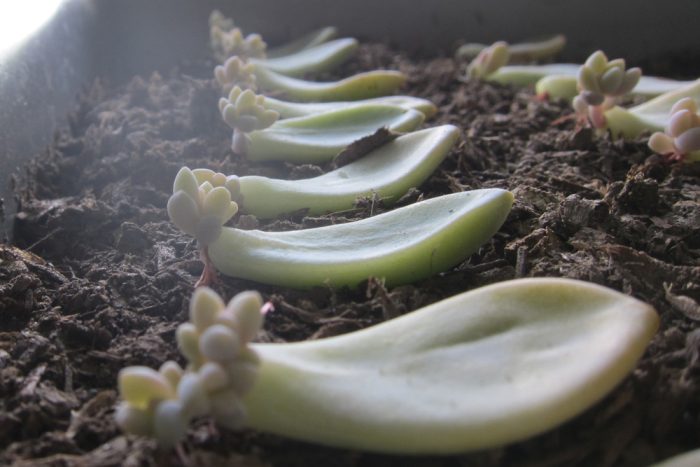 ساکولنت و2روش تکثیر آنSucculents and 2 methods of propagation
مجموعه تولیدی سیدوس ,تولید کننده گلدان پلاستیکی سیدوس ,بیش از 120نوع, اعم از گلدان استوانه ای پلاستیکی سیدوس,گلدان الماسی پلاستیکی سیدوس,گلدان مربعی پلاستیکی,گلدان مثلثی پلاستیکی,گلدان گرد پلاستیکی ,باکس مستطیلی,در اندازه های کاکتوسی تا درختچه ای