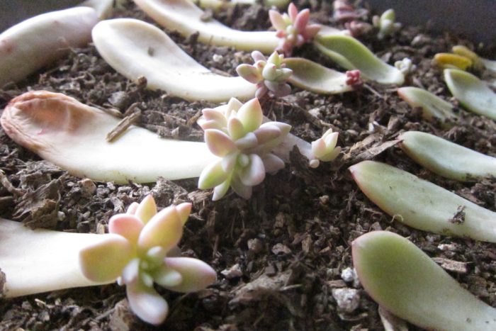 ساکولنت و2روش تکثیر آنSucculents and 2 methods of propagation
مجموعه تولیدی سیدوس ,تولید کننده گلدان پلاستیکی سیدوس ,بیش از 120نوع, اعم از گلدان استوانه ای پلاستیکی سیدوس,گلدان الماسی پلاستیکی سیدوس,گلدان مربعی پلاستیکی,گلدان مثلثی پلاستیکی,گلدان گرد پلاستیکی ,باکس مستطیلی,در اندازه های کاکتوسی تا درختچه ای