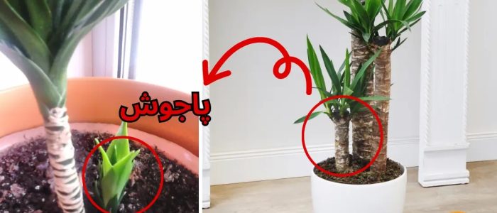 نخل آپارتمانی یوکاYucca houseplant مجموعه تولیدی سیدوس ,تولید کننده گلدان پلاستیکی سیدوس ,بیش از 120نوع, اعم از گلدان استوانه ای پلاستیکی سیدوس,گلدان الماسی پلاستیکی سیدوس,گلدان مربعی پلاستیکی,گلدان مثلثی پلاستیکی,گلدان گرد پلاستیکی ,باکس مستطیلی,در اندازه های کاکتوسی تا درختچه ای