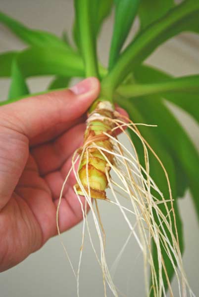نخل آپارتمانی یوکاYucca houseplant مجموعه تولیدی سیدوس ,تولید کننده گلدان پلاستیکی سیدوس ,بیش از 120نوع, اعم از گلدان استوانه ای پلاستیکی سیدوس,گلدان الماسی پلاستیکی سیدوس,گلدان مربعی پلاستیکی,گلدان مثلثی پلاستیکی,گلدان گرد پلاستیکی ,باکس مستطیلی,در اندازه های کاکتوسی تا درختچه ای