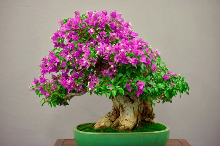 بونسای چیست؟تاریخچه بونسای وانواع آن What is bonsai? History of bonsai and its types مجموعه تولیدی سیدوس ,تولید کننده گلدان پلاستیکی سیدوس ,بیش از 120نوع, اعم از گلدان استوانه ای پلاستیکی سیدوس,گلدان الماسی پلاستیکی سیدوس,گلدان مربعی پلاستیکی,گلدان مثلثی پلاستیکی,گلدان گرد پلاستیکی ,باکس مستطیلی,در اندازه های کاکتوسی تا درختچه ای