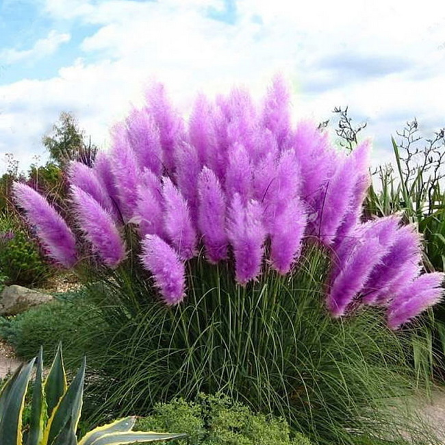 پامپاس ارغوانی (Purple Fountain Grass)