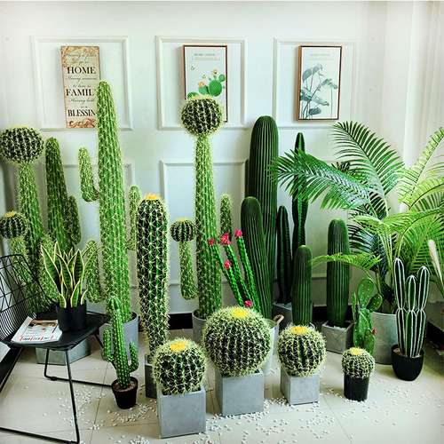 کاکتوس مناسب منزل (25پیشنهاد)Cactus suitable for home (25 suggestions) مجموعه تولیدی سیدوس , تولید کننده گلدان پلاستیکی سیدوس