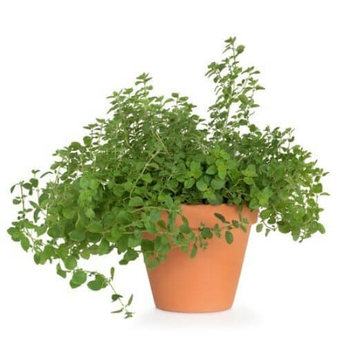 گیاهان مناسب آشپزخانه Plants suitable for the kitchen مجموعه تولیدی سیدوس , تولید کننده گلدان پلاستیکی سیدوس.