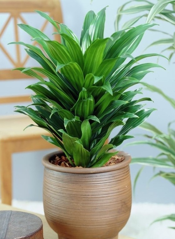 گیاهان آپارتمانی از نظر شکل ظاهریHouseplants in terms of appearance مجموعه تولیدی سیدوس ,تولید کننده گلدان پلاستیکی سیدوس ,بیش از 120نوع, اعم از گلدان استوانه ای پلاستیکی سیدوس,گلدان الماسی پلاستیکی سیدوس,گلدان مربعی پلاستیکی,گلدان مثلثی پلاستیکی,گلدان گرد پلاستیکی ,باکس مستطیلی,در اندازه های کاکتوسی تا درختچه ای