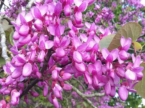 گل و گیاهان پاییزی برای علاقه مندان پاییزAutumn flowers and
 plants for autumn lovers
مجموعه تولیدی سیدوس ,تولید کننده گلدان پلاستیکی سیدوس ,بیش از 120نوع, اعم از گلدان استوانه ای پلاستیکی سیدوس,گلدان الماسی پلاستیکی سیدوس,گلدان مربعی پلاستیکی,گلدان مثلثی پلاستیکی,گلدان گرد پلاستیکی ,باکس مستطیلی,در اندازه های کاکتوسی تا درختچه ای