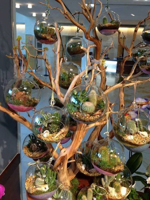 تراریوم (16ایده خلاقانه ) Terrarium (16 creative ideas) مجموعه تولیدی سیدوس ,تولید کننده گلدان پلاستیکی سیدوس ,بیش از 120نوع, اعم از گلدان استوانه ای پلاستیکی سیدوس,گلدان الماسی پلاستیکی سیدوس,گلدان مربعی پلاستیکی,گلدان مثلثی پلاستیکی,گلدان گرد پلاستیکی ,باکس مستطیلی,در اندازه های کاکتوسی تا درختچه ای