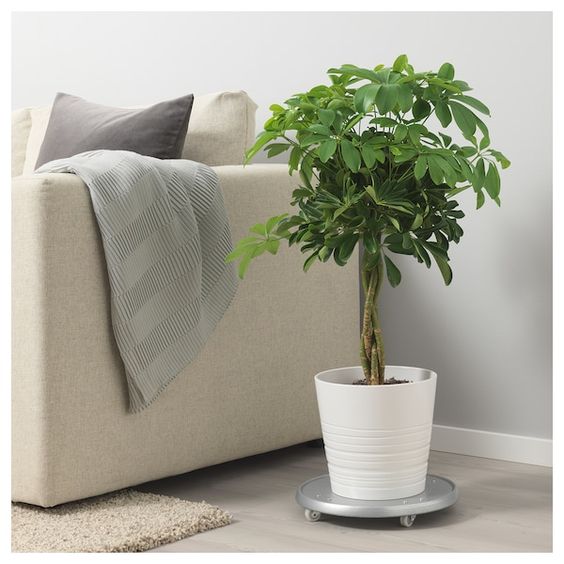 درختچه های آپارتمانی در گلدان پلاستیکی سیدوسApartment shrubs in plastic pots Sidoos
مجموعه تولیدی سیدوس ,تولید کننده گلدان پلاستیکی سیدوس ,بیش از 120نوع, اعم از گلدان استوانه ای پلاستیکی سیدوس,گلدان الماسی پلاستیکی سیدوس,گلدان مربعی پلاستیکی,گلدان مثلثی پلاستیکی,گلدان گرد پلاستیکی ,باکس مستطیلی,در اندازه های کاکتوسی تا درختچه ای