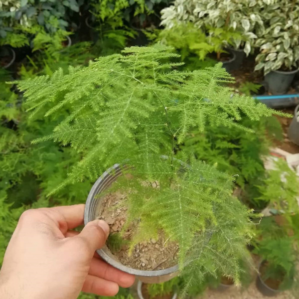 گل شویدی با نام علمی  Asparagus densiflorus متعلق به خانواده ی Asparagaceae می باشد. مجموعه تولیدی سیدوس,تولید کننده گلدان پلاستیکی سیدوس