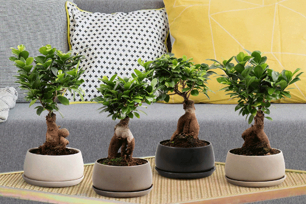 بونسای چیست؟تاریخچه بونسای وانواع آن What is bonsai? History of bonsai and its types مجموعه تولیدی سیدوس ,تولید کننده گلدان پلاستیکی سیدوس ,بیش از 120نوع, اعم از گلدان استوانه ای پلاستیکی سیدوس,گلدان الماسی پلاستیکی سیدوس,گلدان مربعی پلاستیکی,گلدان مثلثی پلاستیکی,گلدان گرد پلاستیکی ,باکس مستطیلی,در اندازه های کاکتوسی تا درختچه ای