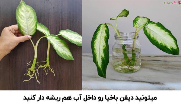 دیفن باخیا و تکثیر ۴ گونه معروف Dieffenbachia and reproduction of 4 famous species مجموعه تولیدی سیدوس تولید کننده 120نوع گلدان پلاستیکی