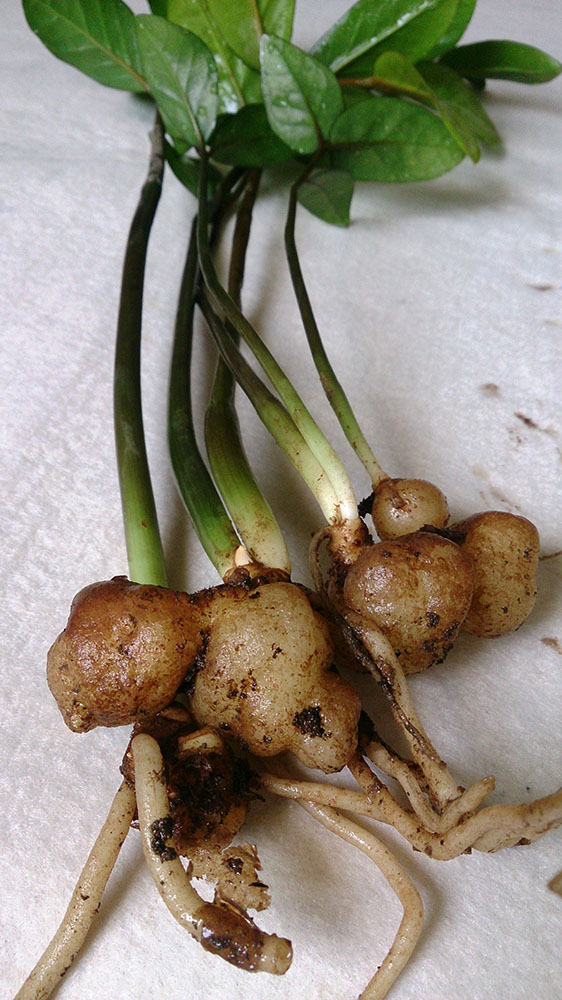 پوسیدگی ریشه زاموفیلیاRoot rot of zamophilia مجموعه تولیدی سیدوس ,تولید کننده گلدان پلاستیکی سیدوس ,بیش از 120نوع, اعم از گلدان استوانه ای پلاستیکی سیدوس,گلدان الماسی پلاستیکی سیدوس,گلدان مربعی پلاستیکی,گلدان مثلثی پلاستیکی,گلدان گرد پلاستیکی ,باکس مستطیلی,در اندازه های کاکتوسی تا درختچه ای