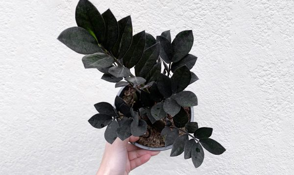 زاموفیلیا بلک (Zamioculcas zamiifolia 'Raven'مجموعه تولیدی سیدوس , تولید کننده انواع گلدان پلاستیکی سیدوس 