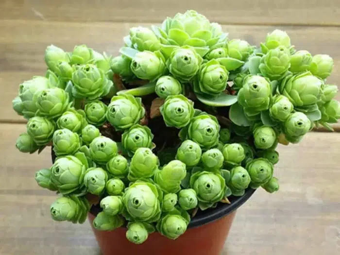 گلدان پلاستیکی Plastic pot, plastic vase مجموعه تولیدی سیدوس ,تولید کننده گلدان پلاستیکی سیدوس ,بیش از 120نوع, اعم از گلدان استوانه ای پلاستیکی سیدوس,گلدان الماسی پلاستیکی سیدوس,گلدان مربعی پلاستیکی,گلدان مثلثی پلاستیکی,گلدان گرد پلاستیکی ,باکس مستطیلی,در اندازه های کاکتوسی تا درختچه ای