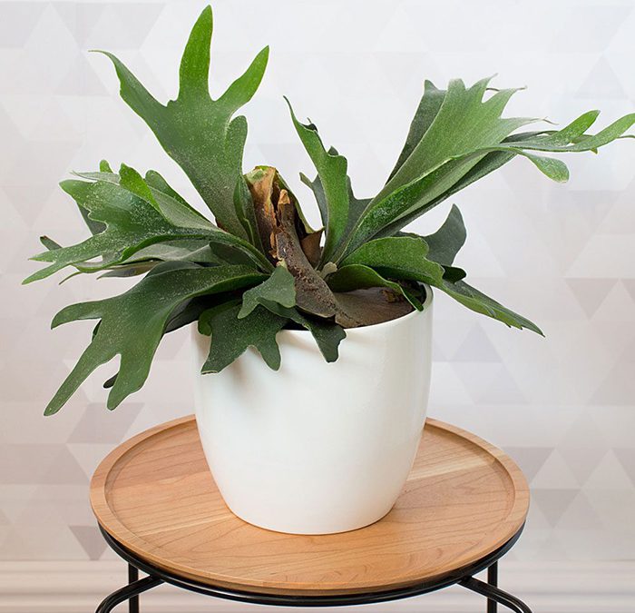 گلدان پلاستیکی Plastic pot, plastic vase مجموعه تولیدی سیدوس ,تولید کننده گلدان پلاستیکی سیدوس ,بیش از 120نوع, اعم از گلدان استوانه ای پلاستیکی سیدوس,گلدان الماسی پلاستیکی سیدوس,گلدان مربعی پلاستیکی,گلدان مثلثی پلاستیکی,گلدان گرد پلاستیکی ,باکس مستطیلی,در اندازه های کاکتوسی تا درختچه ای