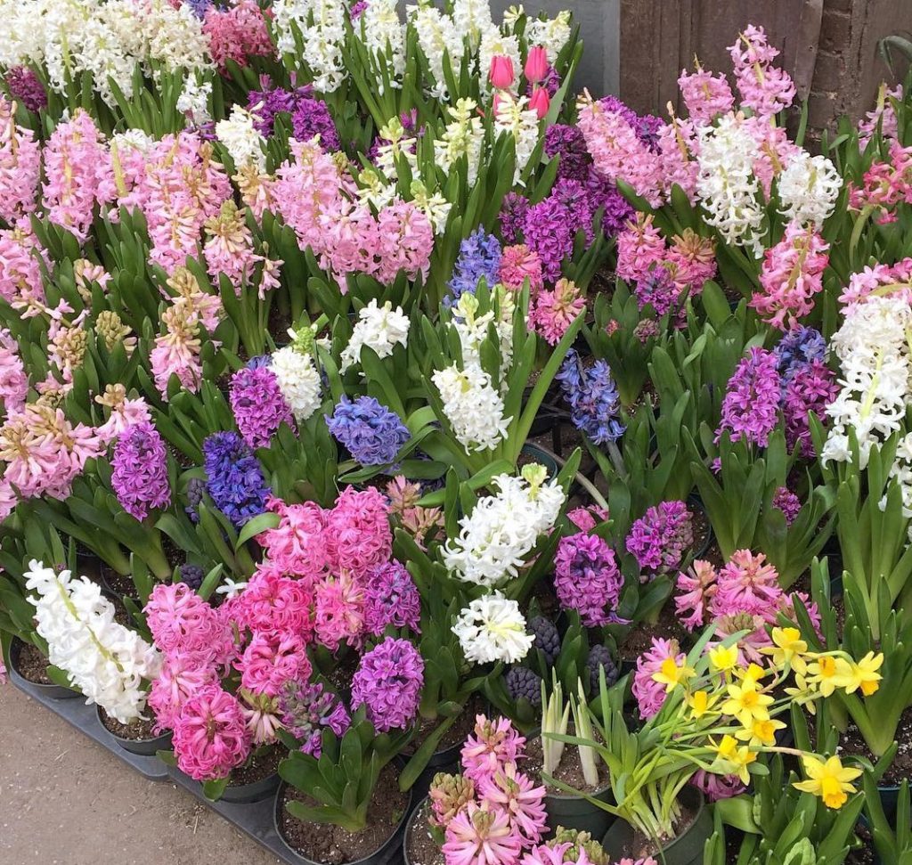 گل سنبل هلندی (Dutch Hyacinth)نام علمی: (Hyacinthus orientalis)