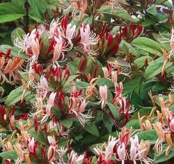 Himalayan honeysuckle,Leycesteria Formosa,پیچ امین الدوله