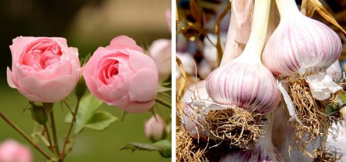 سیر و معجزه اش برای گیاهان آپارتمانیGarlic and its miracle for houseplants
مجموعه تولیدی سیدوس ,تولید کننده گلدان پلاستیکی سیدوس ,بیش از 120نوع, اعم از گلدان استوانه ای پلاستیکی سیدوس,گلدان الماسی پلاستیکی سیدوس,گلدان مربعی پلاستیکی,گلدان مثلثی پلاستیکی,گلدان گرد پلاستیکی ,باکس مستطیلی,در اندازه های کاکتوسی تا درختچه ای
