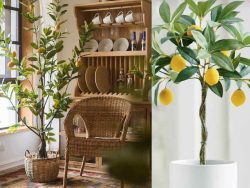 درخت لیمو ترش در گلدان پلاستیکی سیدوس Lemon tree in a plastic pot Sidoos مجموعه تولیدی سیدوس ,تولید کننده گلدان پلاستیکی سیدوس ,بیش از 120نوع, اعم از گلدان استوانه ای پلاستیکی سیدوس,گلدان الماسی پلاستیکی سیدوس,گلدان مربعی پلاستیکی,گلدان مثلثی پلاستیکی,گلدان گرد پلاستیکی ,باکس مستطیلی,در اندازه های کاکتوسی تا درختچه ای