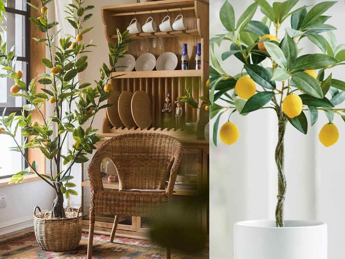 درخت لیمو ترش در گلدان پلاستیکی سیدوس Lemon tree in a plastic pot Sidoos مجموعه تولیدی سیدوس ,تولید کننده گلدان پلاستیکی سیدوس ,بیش از 120نوع, اعم از گلدان استوانه ای پلاستیکی سیدوس,گلدان الماسی پلاستیکی سیدوس,گلدان مربعی پلاستیکی,گلدان مثلثی پلاستیکی,گلدان گرد پلاستیکی ,باکس مستطیلی,در اندازه های کاکتوسی تا درختچه ای