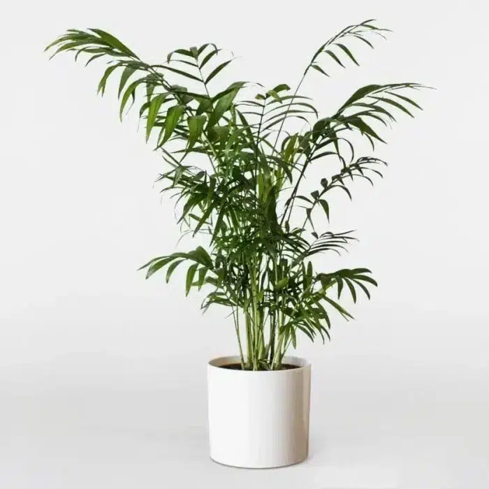 گیاه شامادورا در گلدان استوانه ای سیدوس Chamadura plant in a Cylindrical Sidoos Pot گلدان پلاستیکی Plastic pot, plastic vase مجموعه تولیدی سیدوس ,تولید کننده گلدان پلاستیکی سیدوس ,بیش از 120نوع, اعم از گلدان استوانه ای پلاستیکی سیدوس,گلدان الماسی پلاستیکی سیدوس,گلدان مربعی پلاستیکی,گلدان مثلثی پلاستیکی,گلدان گرد پلاستیکی ,باکس مستطیلی,در اندازه های کاکتوسی تا درختچه ای