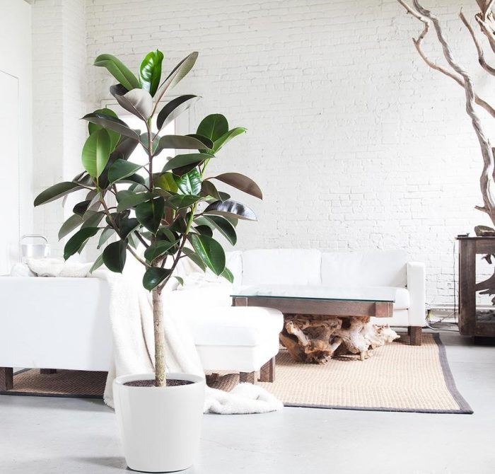 گیاه فیکوس الاستیکا نام علمی این گیاه Ficus elastica و نام انگلیسی آن Rubber plant است مجموعه تولیدی سیدوس ,تولید کننده گلدان پلاستیکی سیدوس ,بیش از 120نوع, اعم از گلدان استوانه ای پلاستیکی سیدوس,گلدان الماسی پلاستیکی سیدوس,گلدان مربعی پلاستیکی,گلدان مثلثی پلاستیکی,گلدان گرد پلاستیکی ,باکس مستطیلی,در اندازه های کاکتوسی تا درختچه ای تدوین:مینو غفوری ساداتیه آدرس اینستاگرام:gooldono.stand.sidoos@ تلفن:09308743868