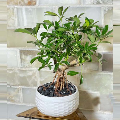 بونسای چیست؟تاریخچه بونسای وانواع آن What is bonsai? History of bonsai and its types مجموعه تولیدی سیدوس ,تولید کننده گلدان پلاستیکی سیدوس ,بیش از 120نوع, اعم از گلدان استوانه ای پلاستیکی سیدوس,گلدان الماسی پلاستیکی سیدوس,گلدان مربعی پلاستیکی,گلدان مثلثی پلاستیکی,گلدان گرد پلاستیکی ,باکس مستطیلی,در اندازه های کاکتوسی تا درختچه ای