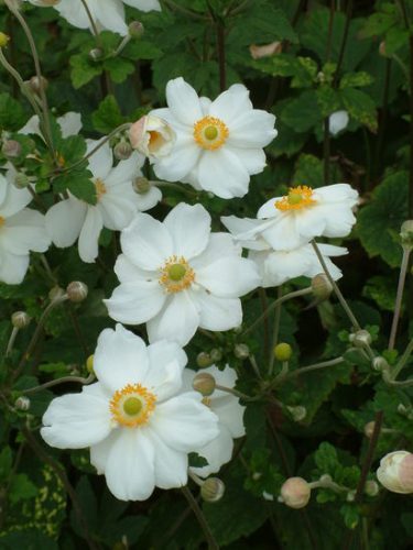 گل و گیاهان پاییزی برای علاقه مندان پاییزAutumn flowers and
 plants for autumn lovers
مجموعه تولیدی سیدوس ,تولید کننده گلدان پلاستیکی سیدوس ,بیش از 120نوع, اعم از گلدان استوانه ای پلاستیکی سیدوس,گلدان الماسی پلاستیکی سیدوس,گلدان مربعی پلاستیکی,گلدان مثلثی پلاستیکی,گلدان گرد پلاستیکی ,باکس مستطیلی,در اندازه های کاکتوسی تا درختچه ای