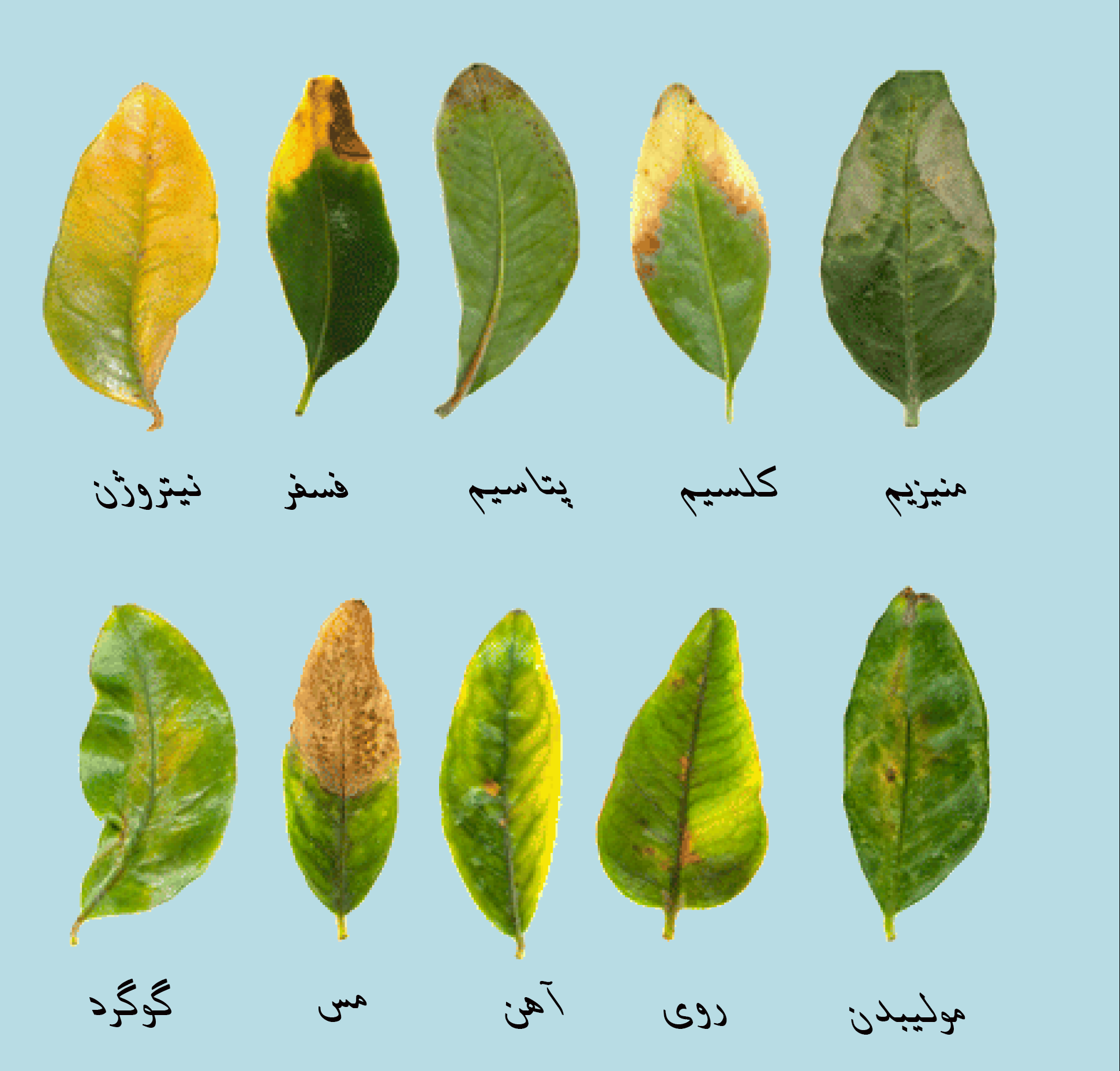 توقف رشد گیاهان آپارتمانیstopping-the-growth-of-houseplants
مجموعه تولیدی سیدوس ,تولید کننده گلدان پلاستیکی سیدوس ,بیش از 120نوع, اعم از گلدان استوانه ای پلاستیکی سیدوس,گلدان الماسی پلاستیکی سیدوس,گلدان مربعی پلاستیکی,گلدان مثلثی پلاستیکی,گلدان گرد پلاستیکی ,باکس مستطیلی,در اندازه های کاکتوسی تا درختچه ای