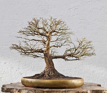 بونسای چیست؟تاریخچه بونسای وانواع آن What is bonsai? History of bonsai and its types مجموعه تولیدی سیدوس ,تولید کننده گلدان پلاستیکی سیدوس ,بیش از 120نوع, اعم از گلدان استوانه ای پلاستیکی سیدوس,گلدان الماسی پلاستیکی سیدوس,گلدان مربعی پلاستیکی,گلدان مثلثی پلاستیکی,گلدان گرد پلاستیکی ,باکس مستطیلی,در اندازه های کاکتوسی تا درختچه ای